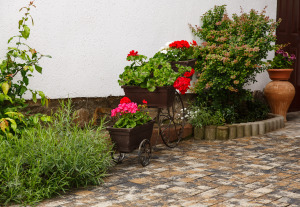 Flori_casa_elena
